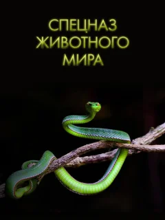 Спецназ животного мира