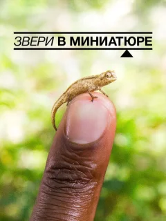 Звери в миниатюре